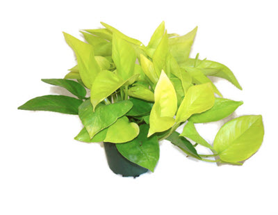 Neon Pothos